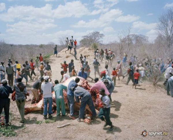 Судьба умершего слона в Зимбабве